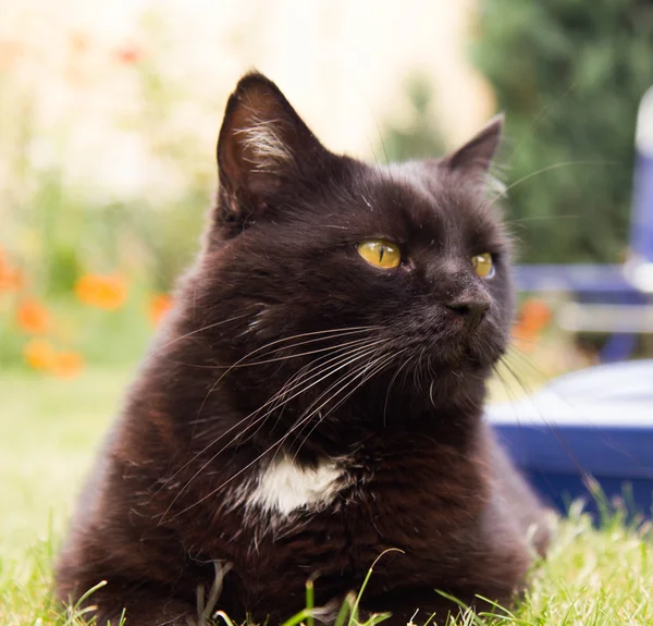 Um gato — Fotografia de Stock