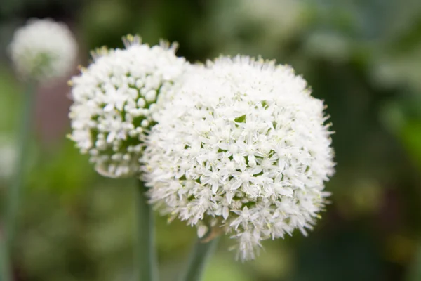 Onion — Stock Photo, Image