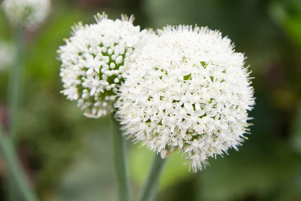 Onion — Stock Photo, Image