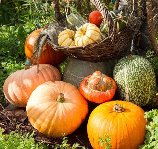 Pumpkins — Stock Photo, Image