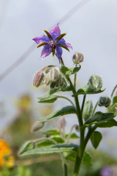 Sternblume — Stockfoto