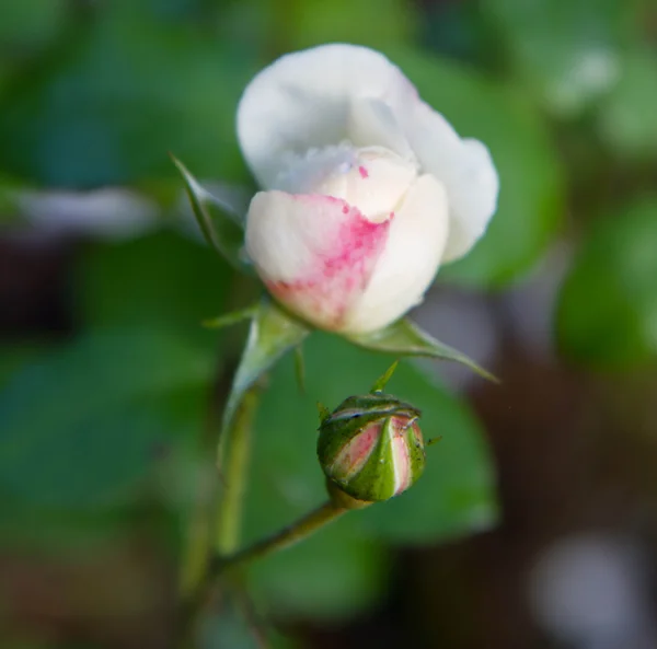 White Rose flower in close up — Stock Photo, Image