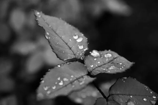 Gotas de agua en las hojas en primer plano —  Fotos de Stock