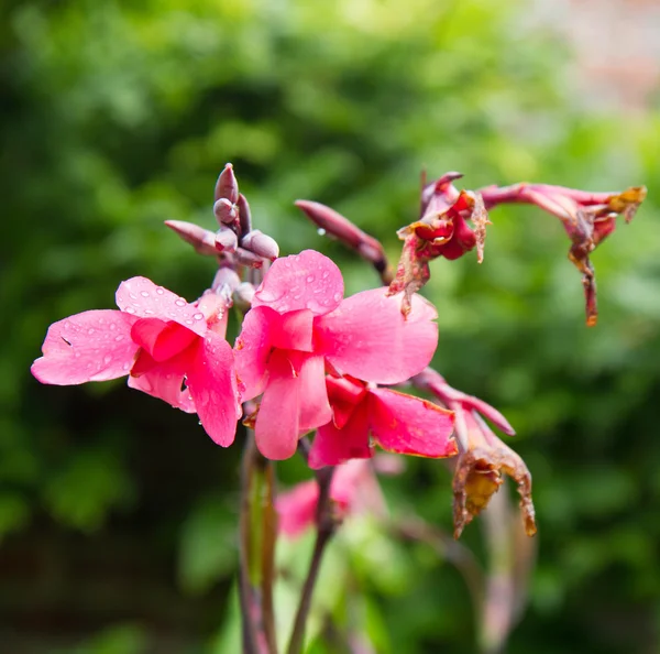 Bahçedeki pembe çiçekler — Stok fotoğraf