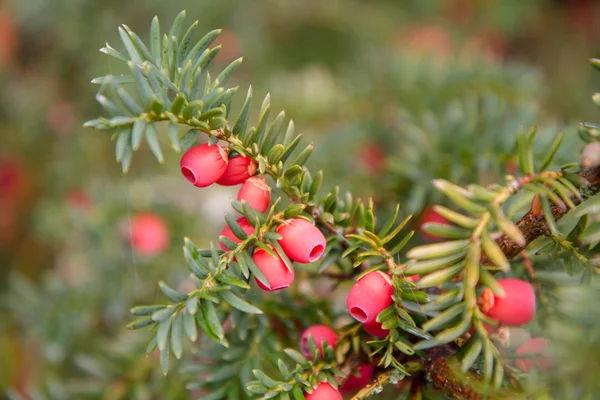 Berries on fir tree — Stock Photo, Image