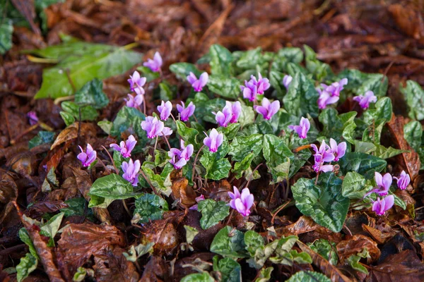 Viola fleurissant en gros plan — Photo
