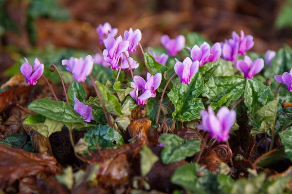 Viola fleurissant en gros plan — Photo