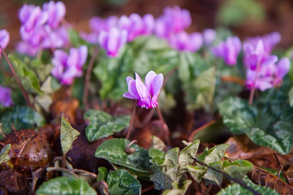 Viola blooming in close up — Stock Photo, Image