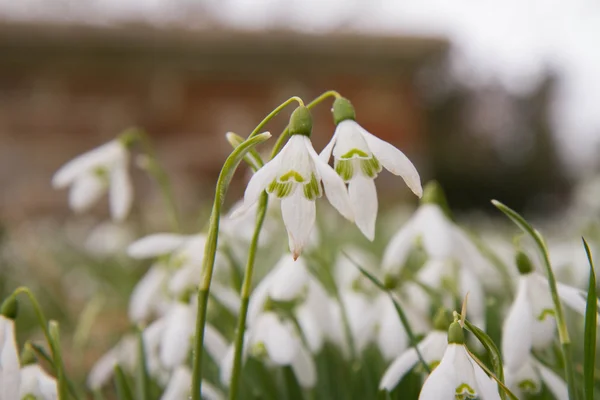 Snowdrops — Stock Photo, Image