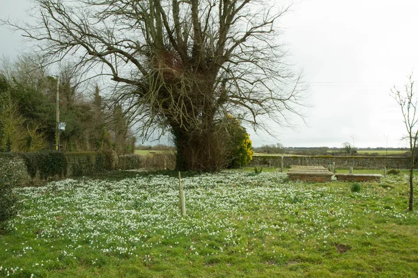 Snowdrops — Stock Photo, Image