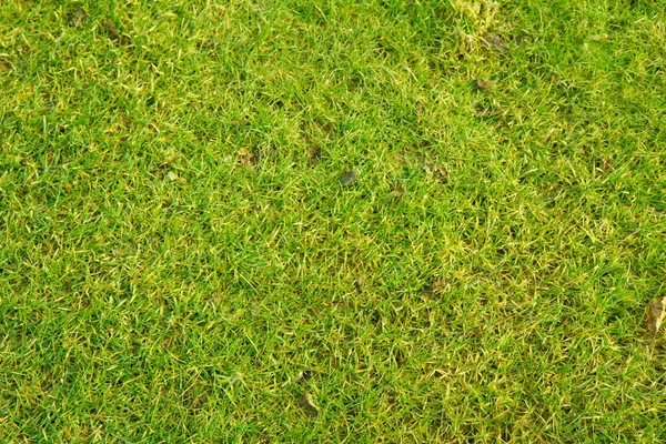 Grass in close up — Stock Photo, Image