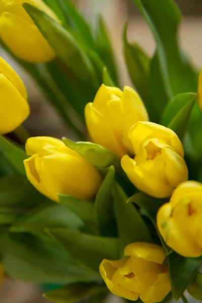 Tulips — Stock Photo, Image