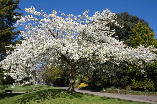 Kersenboom — Stockfoto