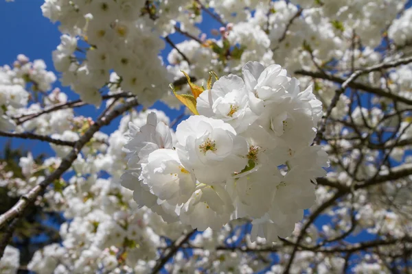 Cherry tree — Stock Photo, Image