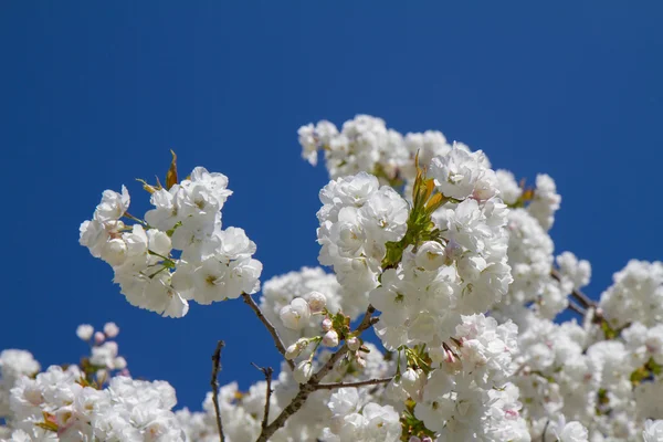 Cherry tree — Stock Photo, Image