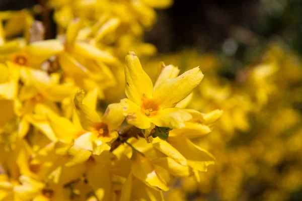 Forsythia — Stock fotografie