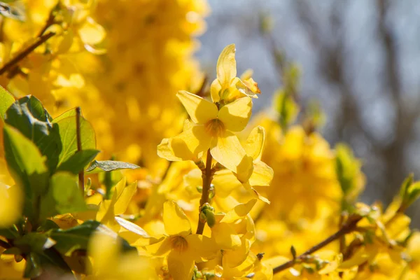 Forsythia — Stockfoto