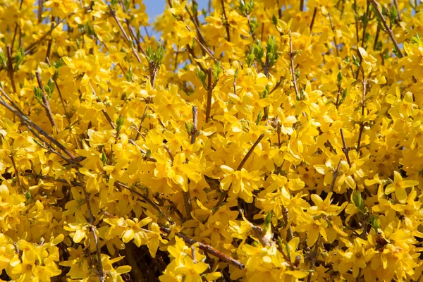 Forsythia — Stock fotografie