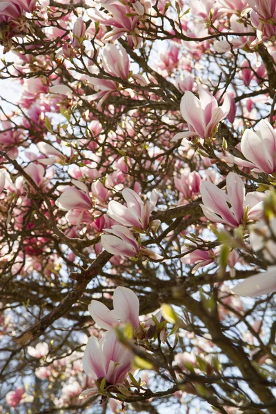 Magnolia — Stock Photo, Image