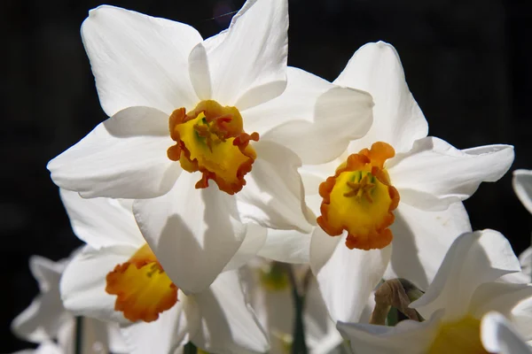 Narcissus — Stockfoto