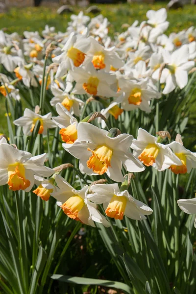 Narciso — Foto Stock