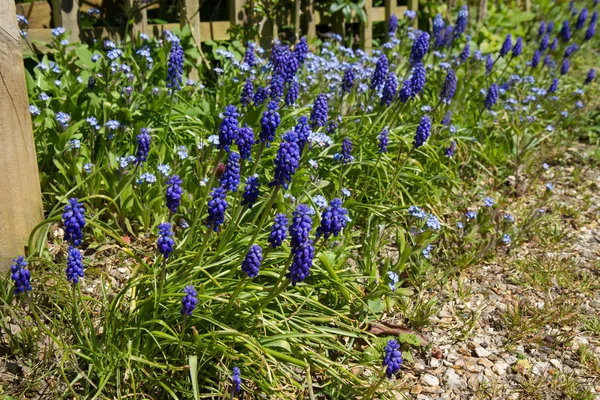 Grape hyacinths — Stock Photo, Image