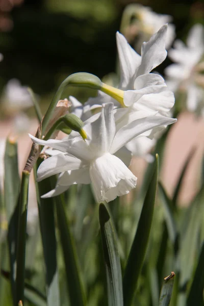 Narciso — Foto Stock