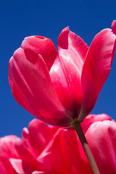 Roze tulpen — Stockfoto