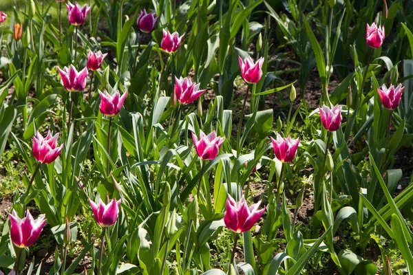 Tulpen — Stockfoto