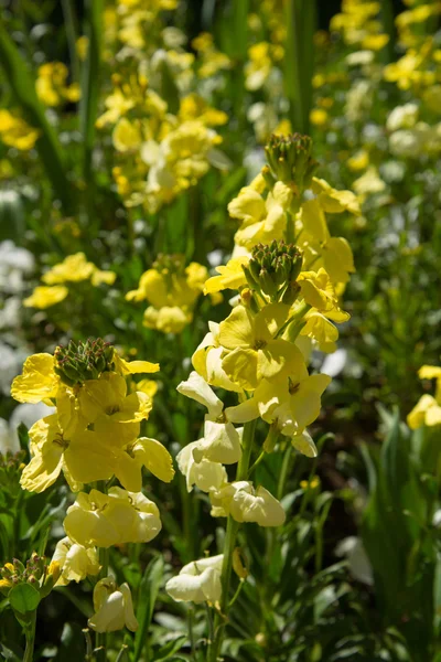 Blommor — Stockfoto