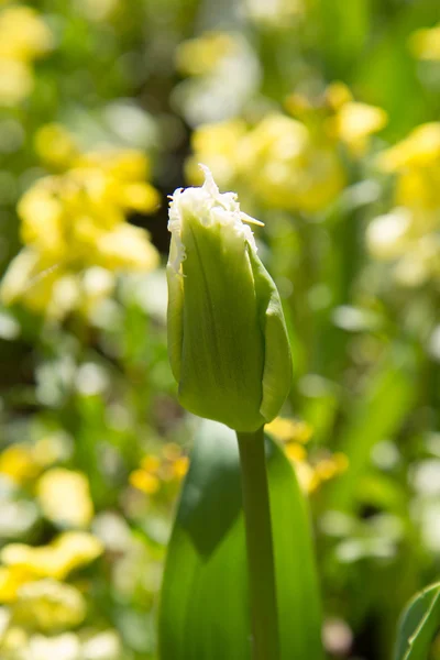 Botões de tulipa — Fotografia de Stock