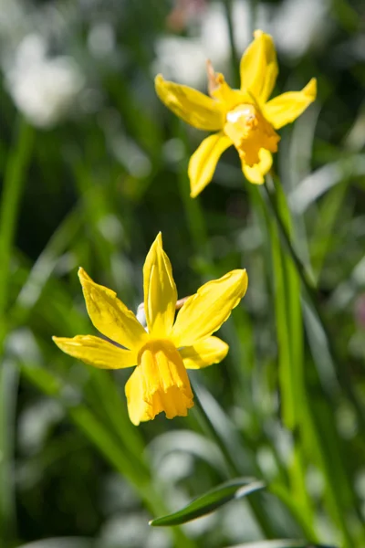 Påskliljor — Stockfoto