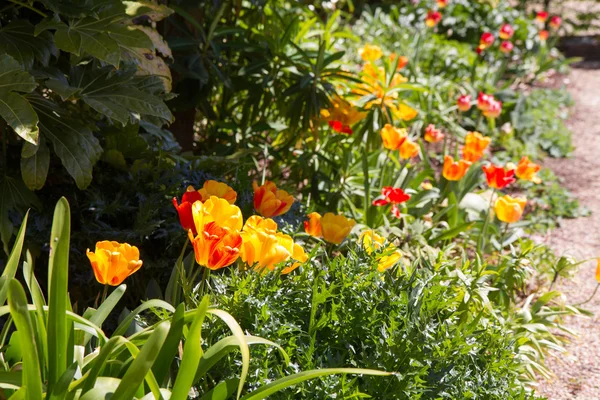 Tulipány — Stock fotografie