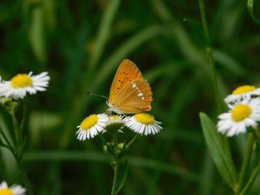 bir papatya çiçek kelebek