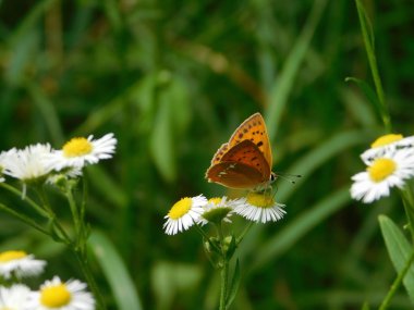 bir papatya çiçek kelebek