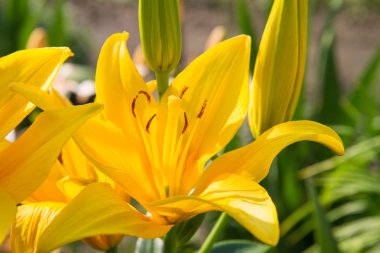 Bir bahçede çiçek açan Lily çiçek