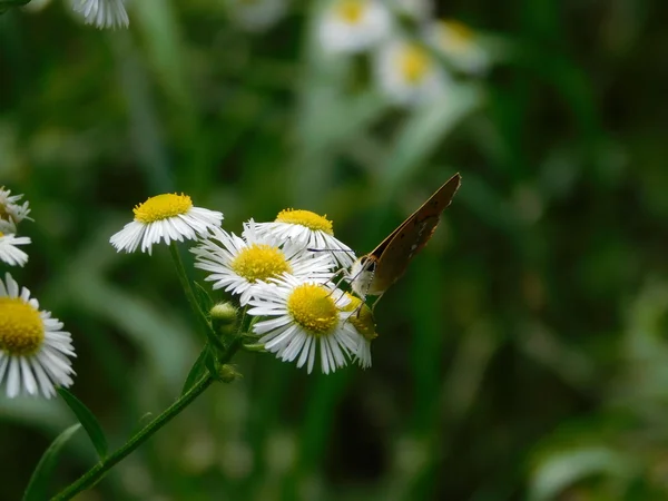 Papillon Sur Une Fleur Camomille — Photo