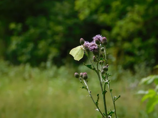 Motyl Kwiat Ostu — Zdjęcie stockowe