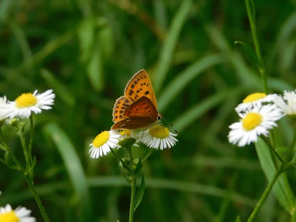 Schmetterling Auf Einer Kamillenblüte — Stockfoto