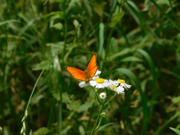 Schmetterling Auf Einer Kamillenblüte — Stockfoto