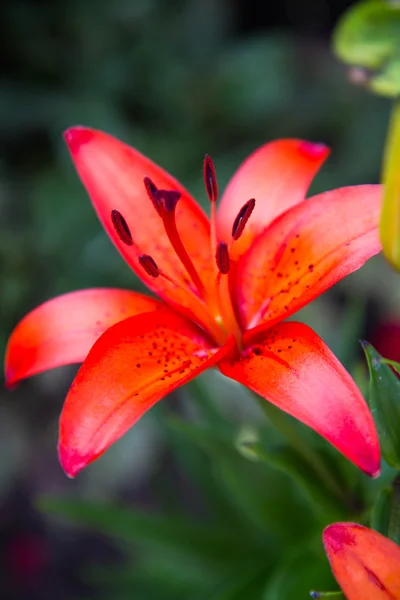 Lilia Kwiat Kwitnący Ogrodzie — Zdjęcie stockowe