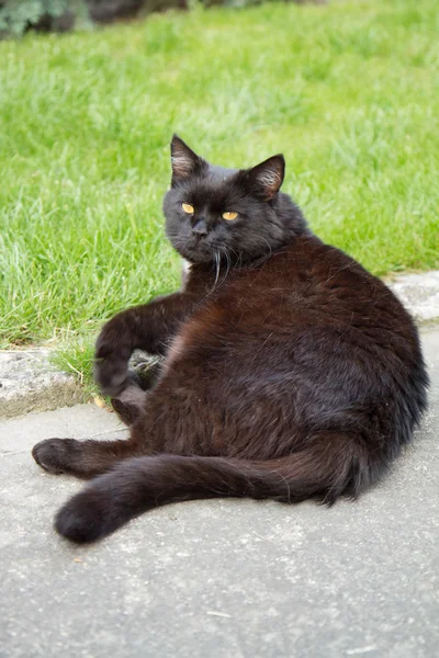 Чорний кіт в саду — стокове фото