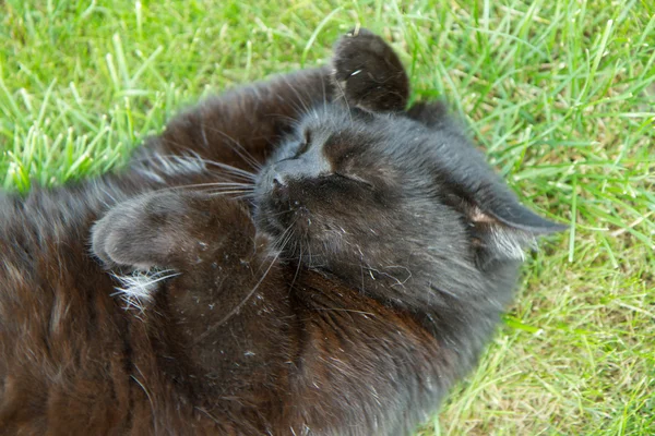 Gato preto em um jardim — Fotografia de Stock