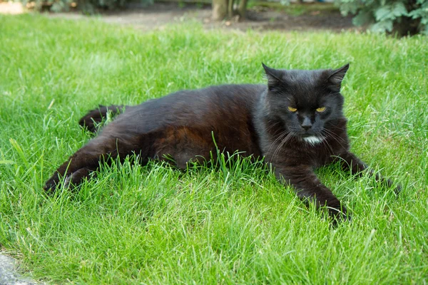 Svart katt i en trädgård — Stockfoto