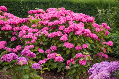HORTENSIA çiçek açan çiçekler