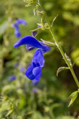 Bahçedeki mavi çiçekler