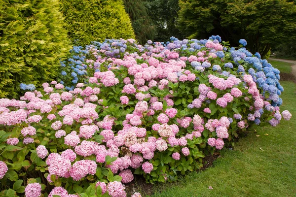 Hortensia blommande blommor — Stockfoto