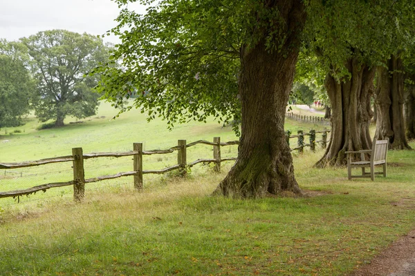 Engelska Landskapet Sökvägen Bland Träden — Stockfoto