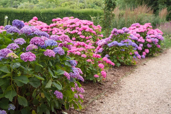 Hortensia kwitnących kwiatów — Zdjęcie stockowe