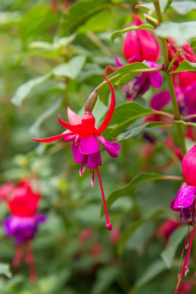 Fuchsia flowers blooming — Stock Photo, Image